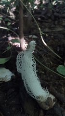 Phallus indusiatus