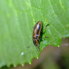 Prasocuris phellandrii