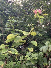 Bauhinia divaricata