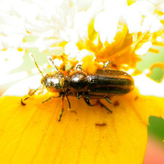 Prasocuris phellandrii