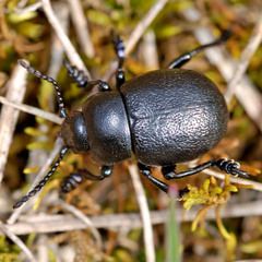 Timarcha goettingensis