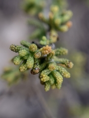 Santolina chamaecyparissus