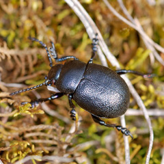 Timarcha goettingensis