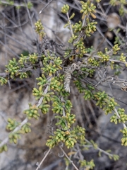 Santolina chamaecyparissus