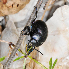 Timarcha goettingensis