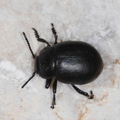 Timarcha goettingensis