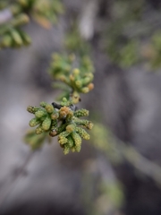 Santolina chamaecyparissus