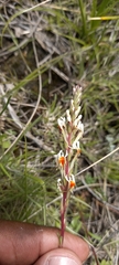 Hebenstretia integrifolia