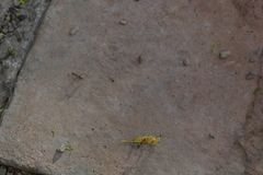 Anoplolepis custodiens