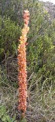 Disa chrysostachya
