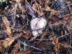 Gomphidius oregonensis