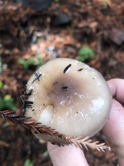 Gomphidius oregonensis