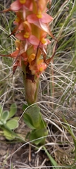 Disa chrysostachya