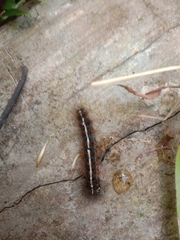 Malacosoma americana