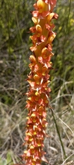 Disa chrysostachya