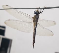 Pantala flavescens