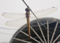Pantala flavescens