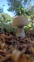 Macrocybe titans