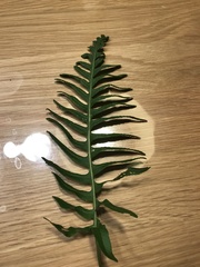 Polypodium