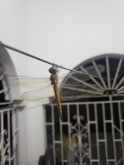 Pantala flavescens