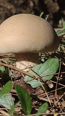Macrocybe titans