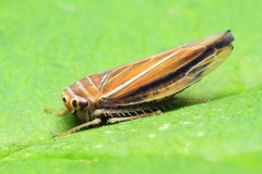 Idiodonus kennicotti