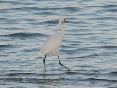 Egretta gularis schistacea