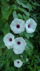Ipomoea anisomeres