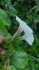 Ipomoea anisomeres