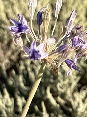 Triteleiopsis palmeri