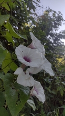 Ipomoea anisomeres