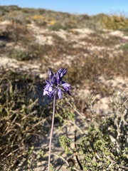 Triteleiopsis palmeri