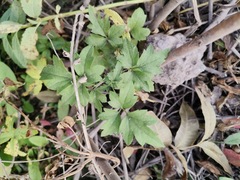 Clematis drummondii