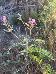 Astragalus magdalenae