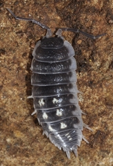 Porcellio ornatus