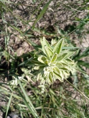 Pentanema germanicum