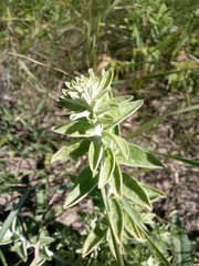 Pentanema germanicum