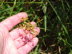 Cyperus sphaerospermus