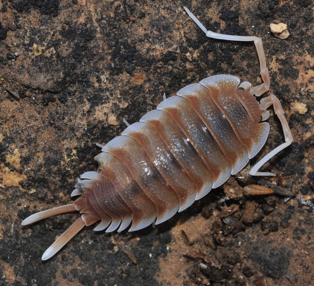 Cloporte magnifique (Porcellio magnificus)