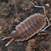Porcellio magnificus - Photo (c) faluke, some rights reserved (CC BY-NC), uploaded by faluke