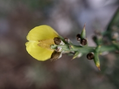 Ulex parviflorus
