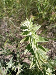 Pentanema germanicum