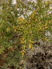 Ulex parviflorus
