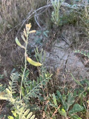 Astragalus magdalenae