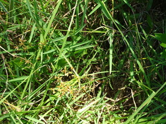 Cyperus sphaerospermus