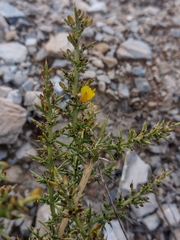 Ulex parviflorus
