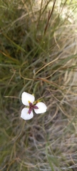 Moraea brevistyla