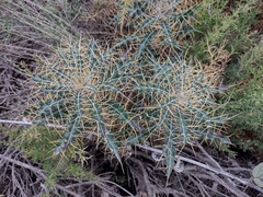 Ptilostemon hispanicus