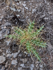 Ptilostemon hispanicus