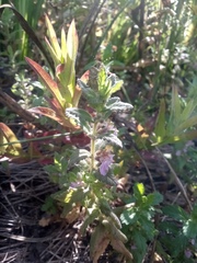Teucrium scordium
